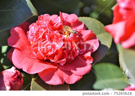Red camellia winter flowers 75265628