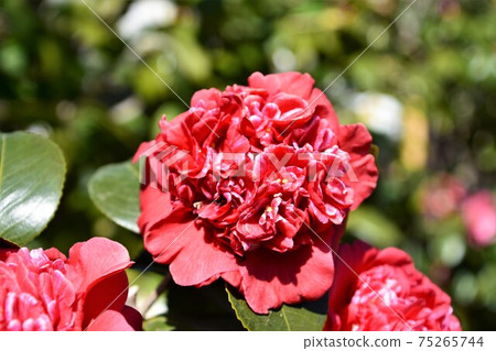 紅色山茶花冬花 75265744