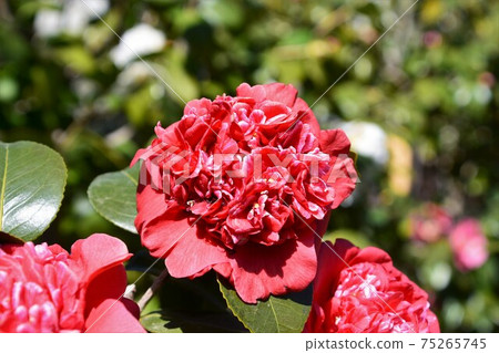 紅色山茶花冬花 紅色山茶花冬花 75265745