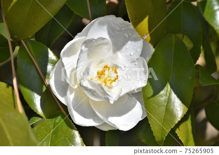 白色山茶花冬花 75265905
