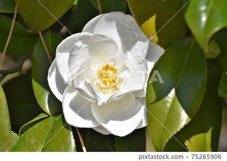 白色山茶花冬花 75265906