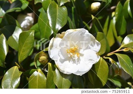 White camellia winter flowers 75265911