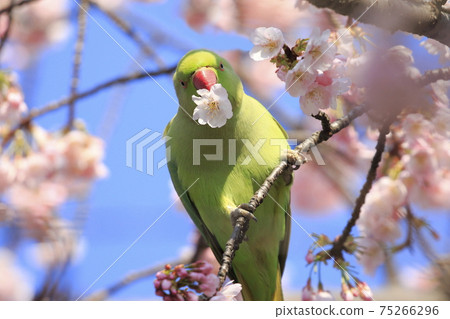 A female rose-ringed parakeet that eats cherry blossoms A female rose-ringed parakeet that eats cherry blossoms 75266296