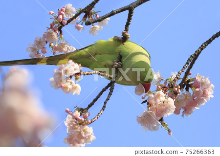 A female rose-ringed parakeet that eats cherry blossoms A female rose-ringed parakeet that eats cherry blossoms 75266363