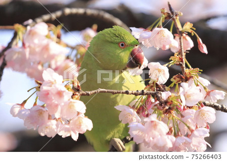 吃櫻花的雌性玫瑰圓環長尾小鸚鵡 75266403