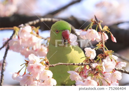 A female rose-ringed parakeet that eats cherry blossoms 75266404