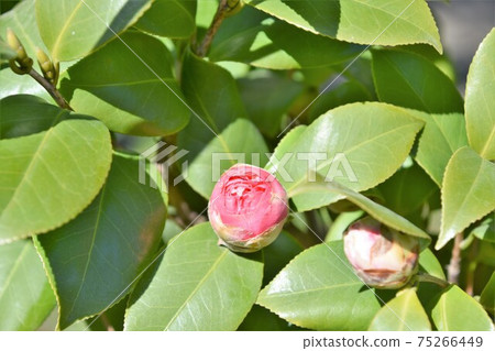 粉色山茶花冬花 粉色山茶花冬花 75266449