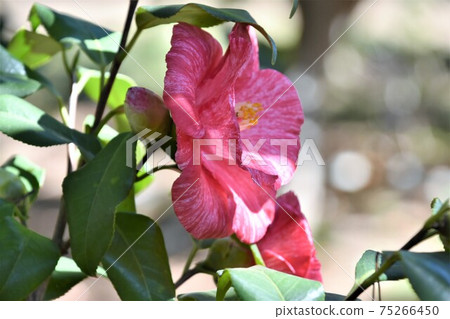 粉色山茶花冬花 粉色山茶花冬花 75266450