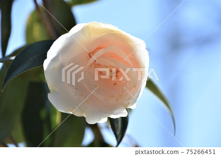 白色山茶花冬花 白色山茶花冬花 75266451