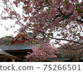 茨城縣櫻川市的Amabiki Kannon和Kawazu Sakura 75266501