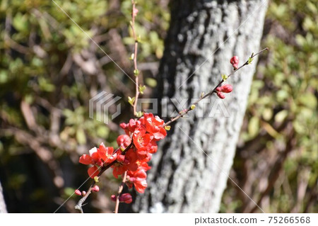 久米開紅色花,早春的花朵 久米開紅色花,早春的花朵 75266568