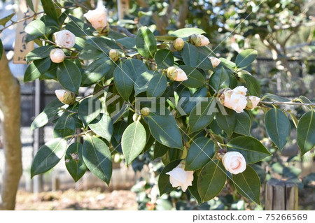 白色山茶花冬花 白色山茶花冬花 75266569
