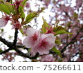 河津櫻花盛開 75266611
