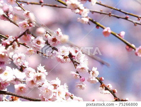 可愛的粉紅色梅花 75266800