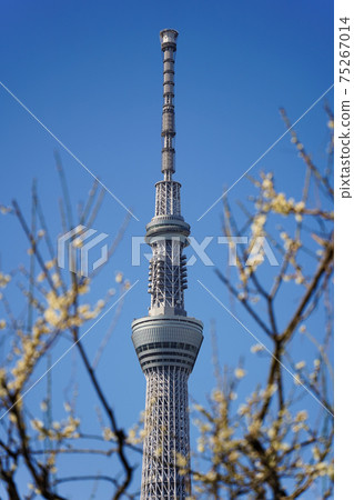 Sky Tree and Plums Seen from Kameido Tenjin Sky Tree and Plums Seen from Kameido Tenjin 75267014