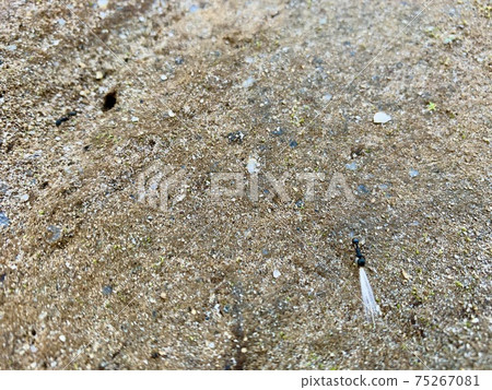 The ants carrying something like fluffy feathers 75267081