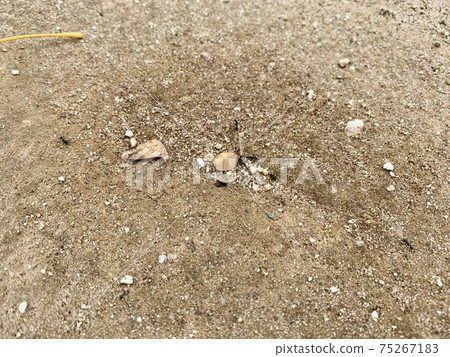 The ants carrying something like fluffy feathers 75267183