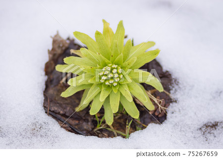 Remaining snow in early spring and butterbur sprout 75267659