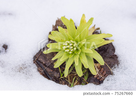 早春殘留的雪和白頭翁發芽 75267660