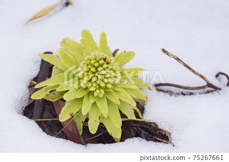 Remaining snow in early spring and butterbur sprout 75267661