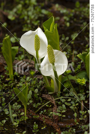 Close-up of spring skunk cabbage 75267788