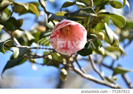 粉色山茶花冬花 粉色山茶花冬花 75267822