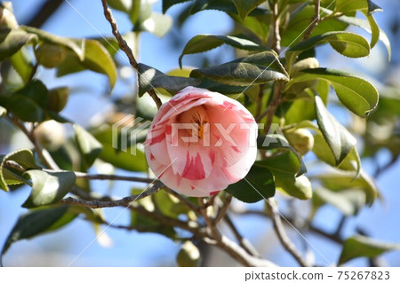 粉色山茶花冬花 75267823