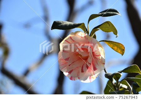 粉色山茶花冬花 粉色山茶花冬花 75267943