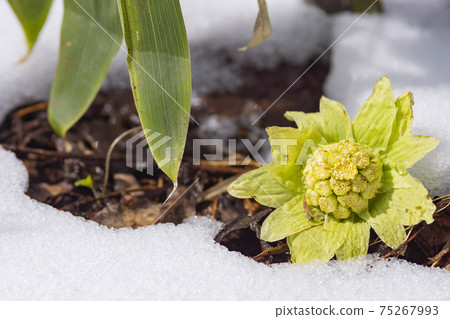 早春殘留的雪和白頭翁發芽 75267993