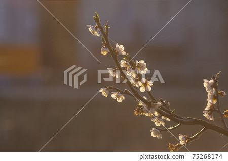 預示春天的白梅花 預示春天的白梅花 75268174