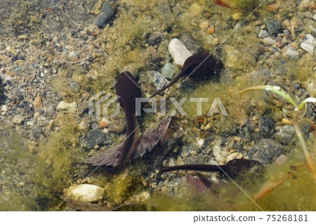 Tadpoles, tadpoles, ladle, tadpoles Tadpoles, tadpoles, ladle, tadpoles 75268181