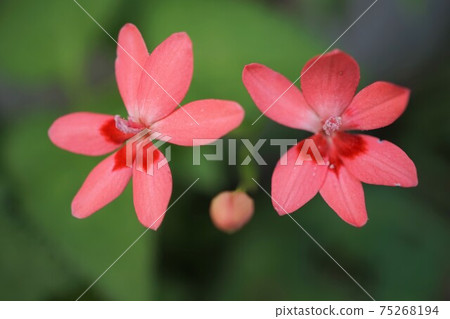 Freesia Laxa Anomateca Himehiougiiyame Flower Freesia Laxa Anomateca Himehiougiiyame Flower 75268194