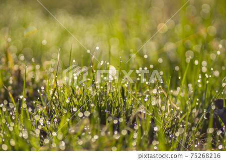 Morning soup that glitters against the sun Morning soup that glitters against the sun 75268216