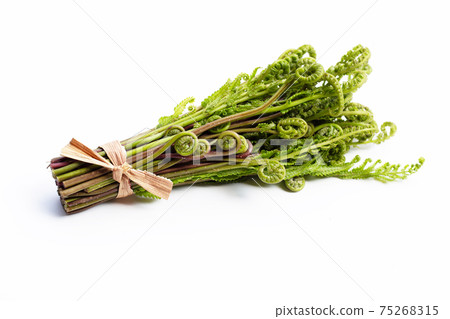 Paco Fern on white background. Paco Fern on white background. 75268315