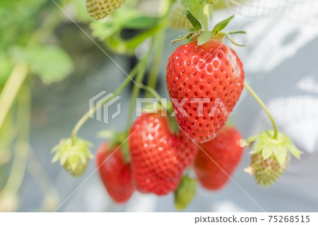 宮城縣山本市紅草莓水果之家草莓草莓採摘 75268515