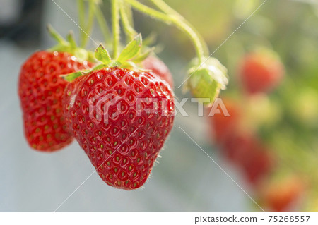 宮城縣山本市紅草莓水果之家草莓草莓採摘 75268557