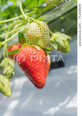 Red strawberry fruit House strawberry strawberry picking Yamamoto Town, Miyagi Prefecture 75268609