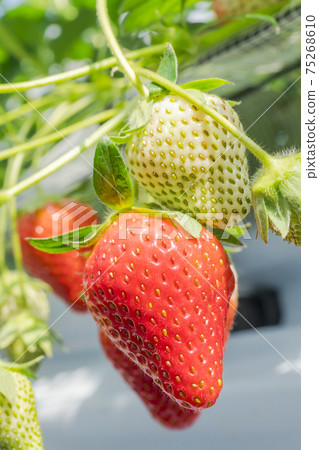 Red strawberry fruit House strawberry strawberry picking Yamamoto Town, Miyagi Prefecture 75268610
