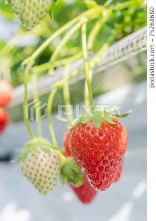 Red strawberry fruit House strawberry strawberry picking Yamamoto Town, Miyagi Prefecture 75268680
