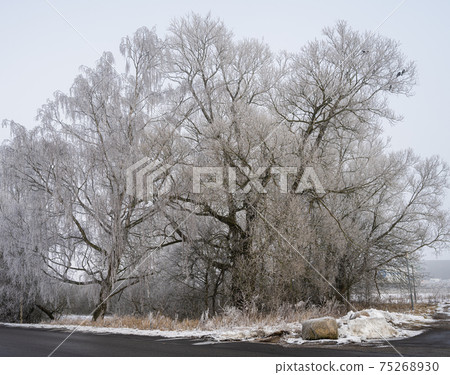 Tree covered in snow a crispy cold winter day. Picture from Scania, Sweden Tree covered in snow a crispy cold winter day. Picture from Scania, Sweden 75268930