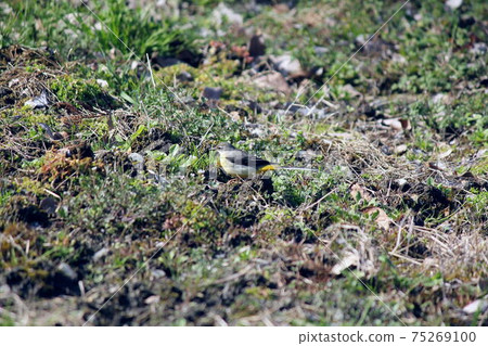 Gray wagtail roaming the field Gray wagtail roaming the field 75269100