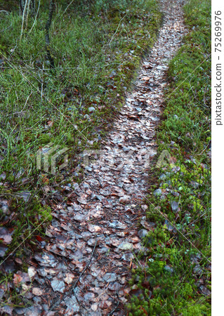 path in the forest going into the distance is covered with fallen autumn leaves path in the forest going into the distance is covered with fallen autumn leaves 75269976