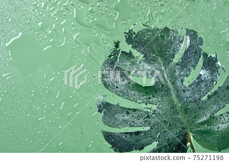Green wet background with water drops on glass and monstera leaf through glass. Green water texture background Green wet background with water drops on glass and monstera leaf through glass. Green water texture background 75271198