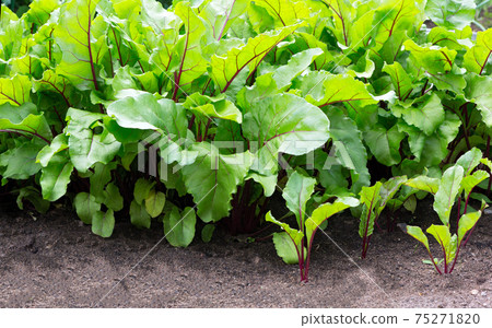 Beetroot leaf. Growing beetroots (Beta vulgaris). Beetroot leaf. Growing beetroots (Beta vulgaris). 75271820