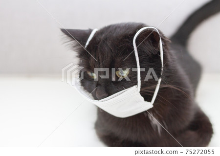 Black cat wearing medical mask. Personal protective equipment Black cat wearing medical mask. Personal protective equipment 75272055