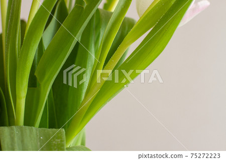 Green stalks of tulips close-up with water splashes Green stalks of tulips close-up with water splashes 75272223