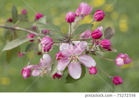 Blooming apple tree branch. Delicate pink flower framed by bright pink buds. A blurred green meadow with yellow spots of dandelions as background. Selective focus 75272356