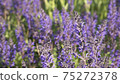 Salvia flowers in sunlight. All hues of violet: purple, mauve, lilac, electric, grape color. Selective focus 75272378