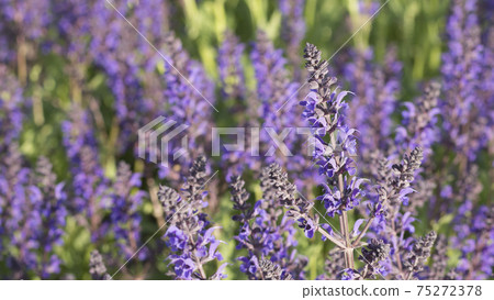 Salvia flowers in sunlight. All hues of violet: purple, mauve, lilac, electric, grape color. Selective focus 75272378