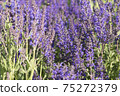 Purple meadow flowers in sunny day. All shades of violet: purple, mauve, lilac, electric, grape color.  Selective focus. 75272379